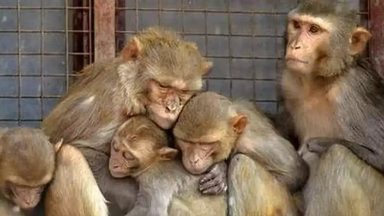 Mysterious Deaths of Monkeys in Telangana and Uttar Pradesh: Poisoning Suspected