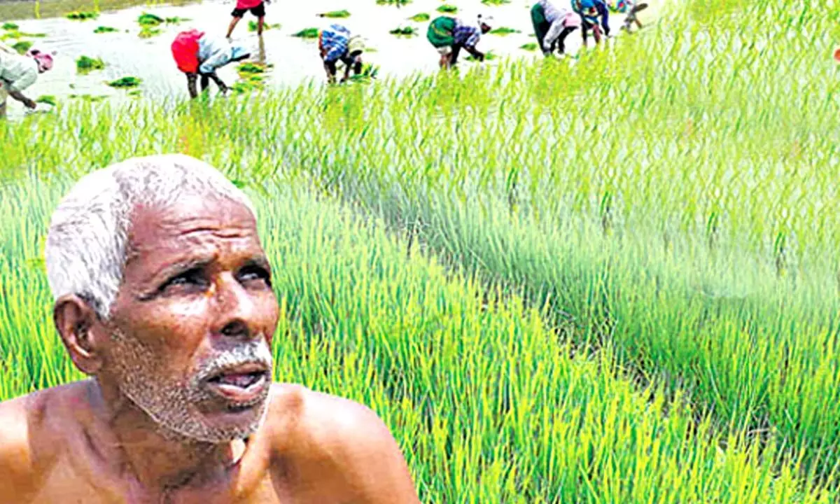 Telangana Farmer Commits Suicide Over Unwaived Crop Loan and Mounting Debts