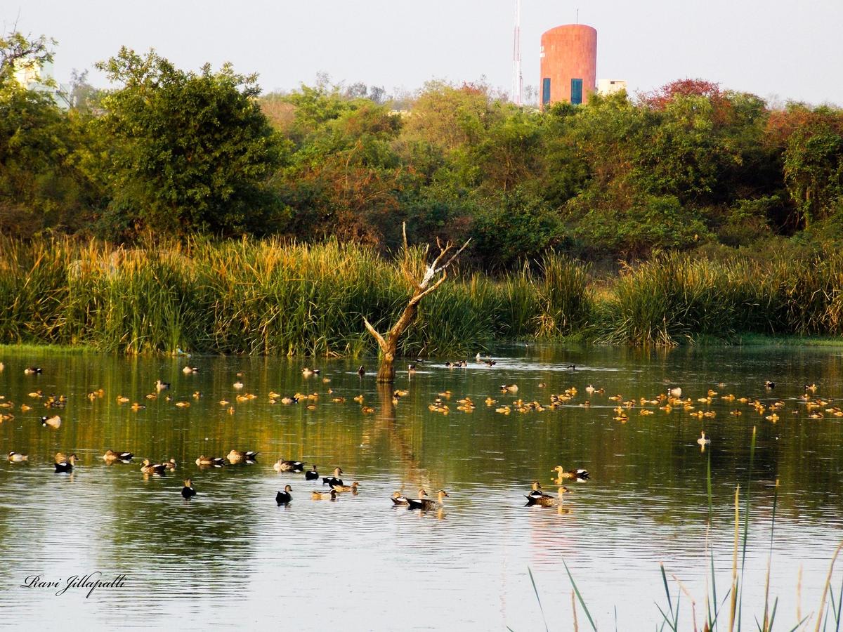 Supreme Court Warns Telangana Over Unauthorized Deforestation in Hyderabad’s Kancha Gachibowli Forest Supreme Court Warns Telangana Over Unauthorized Deforestation in Hyderabad’s Kancha Gachibowli Forest