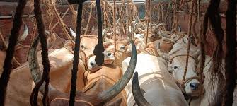 ‘Pushpa-Style’ Cattle Smuggling Busted in Telangana, 33 Animals Rescued ‘Pushpa-Style’ Cattle Smuggling Busted in Telangana, 33 Animals Rescued